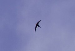 Great Swallow-tailed Swift 